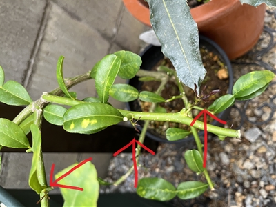 コブミカン栽培の経過1 トゲを切るだけで良い香りが漂う