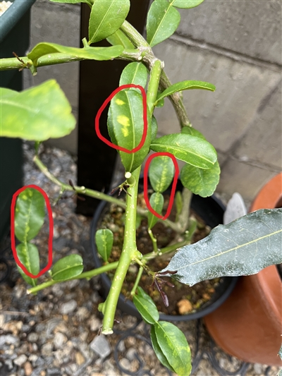 コブミカン栽培の経過1 トゲを切るだけで良い香りが漂う