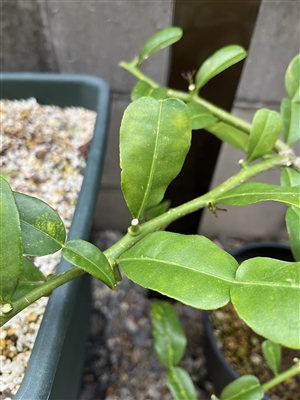 コブミカン栽培の経過1 トゲを切るだけで良い香りが漂う