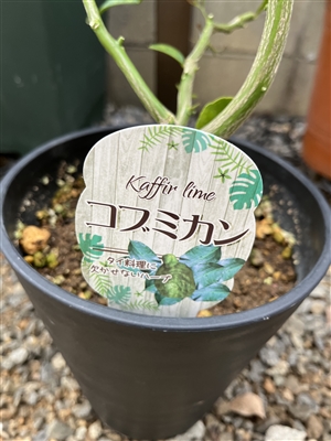 コブミカン栽培の経過1 トゲを切るだけで良い香りが漂う